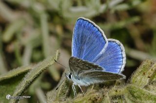 �okg�zl� Karabet Mavisi&nbsp;(Polyommatus&nbsp;haigi)