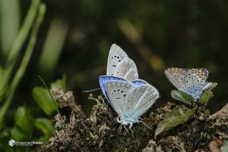 �okg�zl� Karabet Mavisi&nbsp;(Polyommatus&nbsp;haigi)