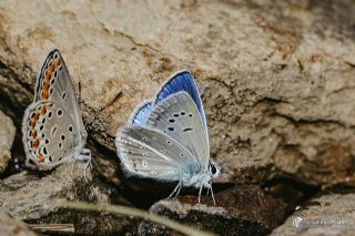 �okg�zl� Karabet Mavisi&nbsp;(Polyommatus&nbsp;haigi)