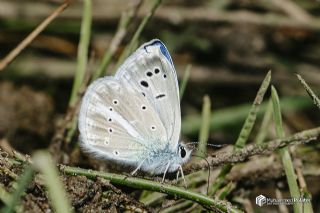 okgzl Karabet Mavisi (Polyommatus haigi)