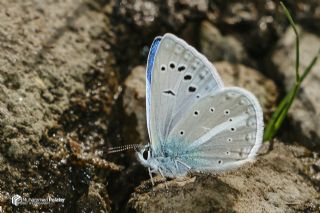 �okg�zl� Karabet Mavisi&nbsp;(Polyommatus&nbsp;haigi)