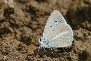 �okg�zl� Van Mavisi&nbsp;(Polyommatus&nbsp;turcicola)