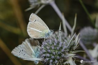 �okg�zl� Van Mavisi&nbsp;(Polyommatus&nbsp;turcicola)