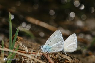 �okg�zl� Zap Mavisi&nbsp;(Polyommatus&nbsp;zapvadi)