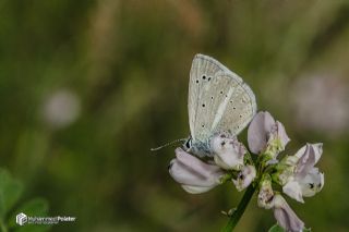 okgzl Zap Mavisi (Polyommatus zapvadi)