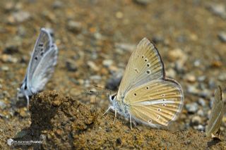 ? Agro Tr (Tanmsz) (Agrodiaetus sp.)