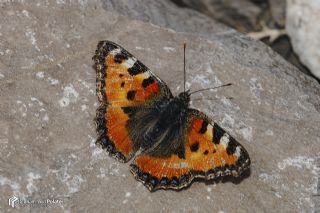 Aglais (Aglais urticae)