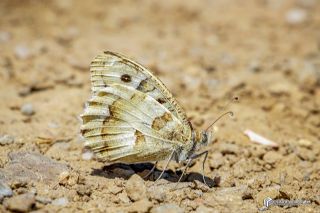 Cad (Chazara briseis)