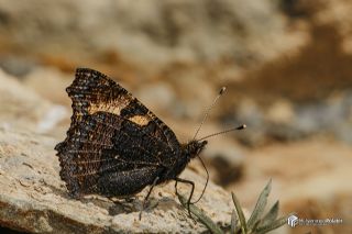 Aglais (Aglais urticae)