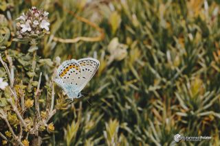 Gm Lekeli Esmergz (Plebejus argus)