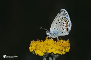 Gm Lekeli Esmergz (Plebejus argus)