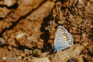 G�m�� Lekeli Esmerg�z&nbsp;(Plebejus&nbsp;argus)