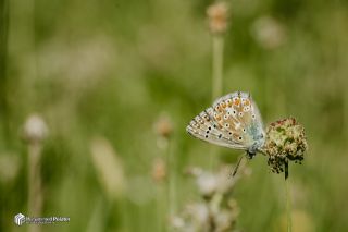 �okg�zl� G�k Mavisi&nbsp;(Polyommatus&nbsp;bellargus)