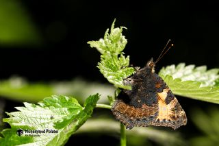 Aglais (Aglais urticae)