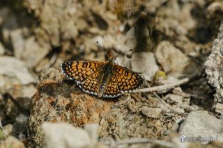 parhan (Melitaea cinxia)