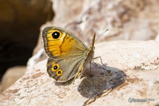 Esmerboncuk (Lasiommata maera)