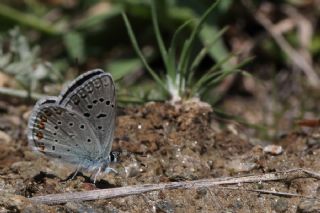 Anadolu Esmergz (Plebejus modicus)