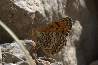 Trkistan parhan (Melitaea arduinna)