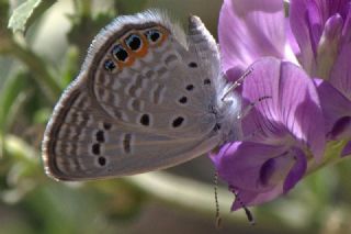 Mcevher Kelebei (Chilades trochylus)