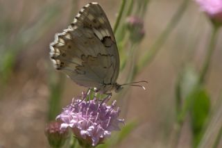 Azeri Melikesi (Melanargia hylata)