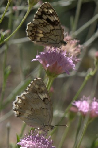 Azeri Melikesi (Melanargia hylata)