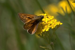 Orman Zpzp (Ochlodes sylvanus)