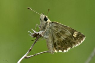 Akdeniz Zpzp (Muschampia proto)