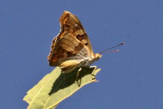 Anadolu ehzadesi (Thaleropis ionia)