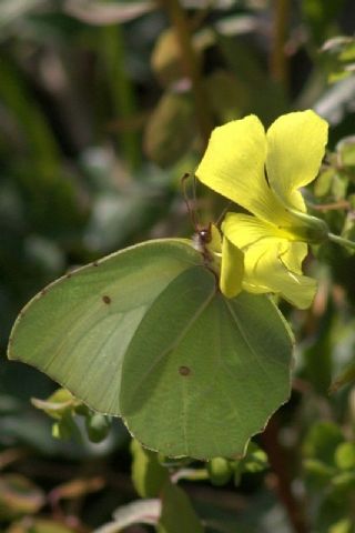 Kleopatra (Gonepteryx cleopatra)