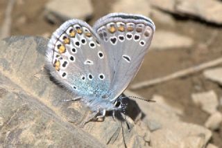 Trkmenistan Esmergz (Plebejus zephyrinus)