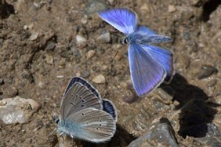 okgzl Karabet Mavisi (Polyommatus haigi)