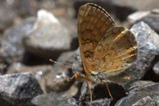 Nazuum (Euphydryas aurinia)