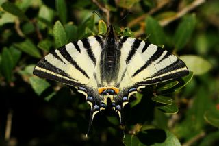 Erik Krlangkuyruk (Iphiclides podalirius)