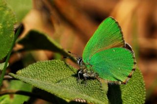 Zmrt (Callophrys rubi)