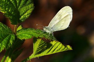 Narin Orman Beyaz (Leptidea sinapis)