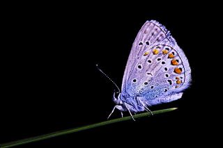 okgzl Mavi (Polyommatus icarus)