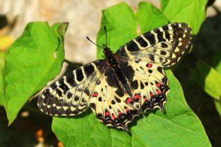 Orman Fistosu (Allancastria  cerisyi)