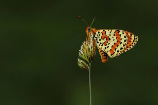 Benekli parhan (Melitaea didyma)