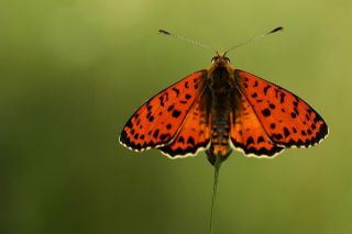 Benekli parhan (Melitaea didyma)