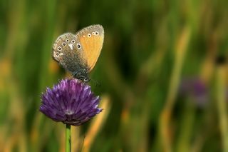 Orman Zpzp Perisi (Coenonympha glycerion)