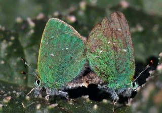 Ign Zmrt, Minikzmrt (Callophrys mystaphia)