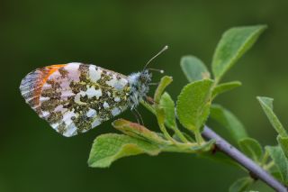 Turuncu Ssl (Anthocharis cardamines)