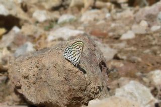 Balkan Kaplan (Tarucus balkanicus)