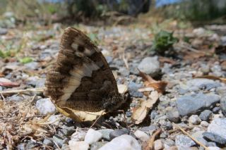 Kara Murat (Brintesia  circe)