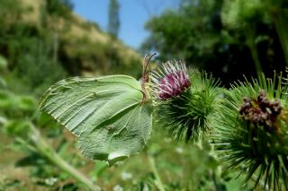 Orakkanat (Gonepteryx rhamni)