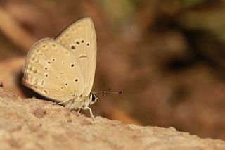 Anormal okgzl (Polyommatus admetus)