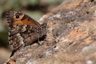 Gney Kzlmelei (Hipparchia senthes)