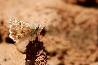 Alada Zpzp (Pyrgus aladaghensis)
