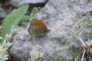 Rus Zpzp Perisi (Coenonympha leander)