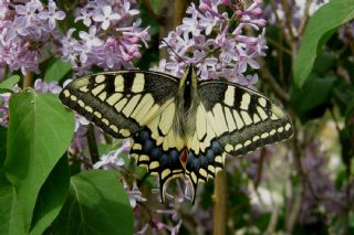 Krlangkuyruk (Papilio machaon)